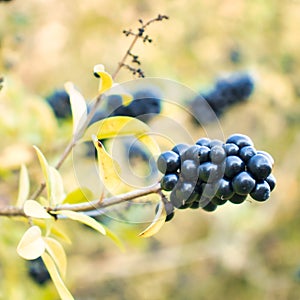 Black berries on a tree on a fall day in a vineyard