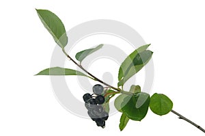 Black berry aronia