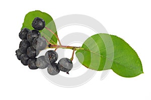 Black berry aronia