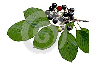 Black berry buckthorn