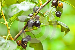 Black berry on a Bush