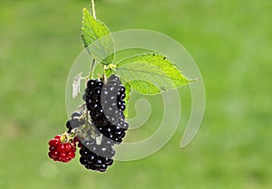 Black berry bush