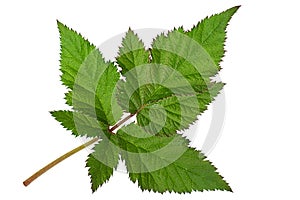 Black berry closeup leaf