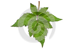 Black berry closeup leaf