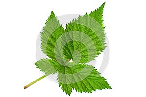 Black berry closeup leaf