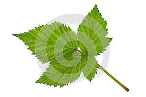 Black berry closeup leaf