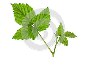 Black berry closeup leaf