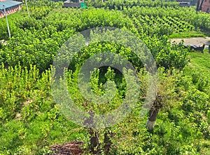 Black berry trees very famous for silk growers