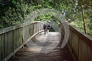Black bicycle on a bike ride stands on a curved bridge made of wooden planks under a green canopy of leaves