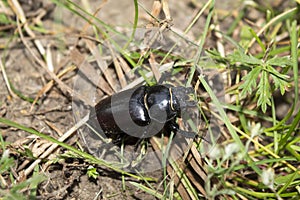 Female beetle stag.