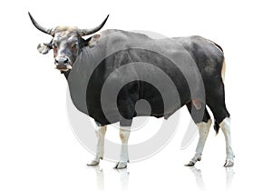 Black big cow on white background