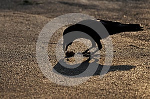 Black big crow in nice sunset hour, black crow and her shadow on a granite. Wild crow in the street, Bangkok.