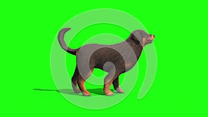 Black Big Dog Bark Side Green Screen 3D Rendering Animation