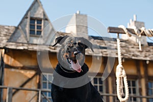 Black big dog of breed beauceron french shepherd sits on a platform with decorations of the gallows