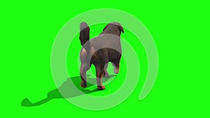 Black Big Dog Walkcycle Back Green Screen 3D Rendering Animation