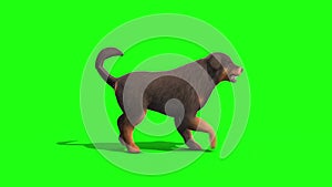 Black Big Dog Walkcycle Side Green Screen 3D Rendering Animation