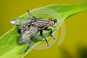 A black big fly sits on a green leaf