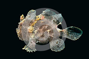 Black big frog fish underwater