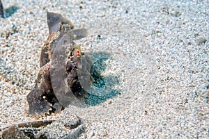 Black big frog fish underwater