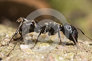 Black Big Head Ant