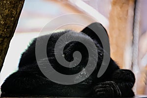 Black big monkey laying and looking at the camera