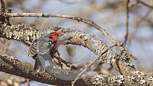 Black-billed Barbet on Lichened Branch