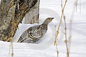 Black-billed capercaillie, the hen. photo