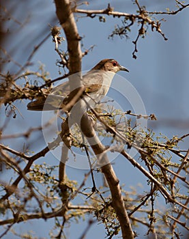 Black-billed Cuckoo photo