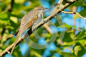 Black-billed Cuckoo - Coccyzus erythropthalmus photo