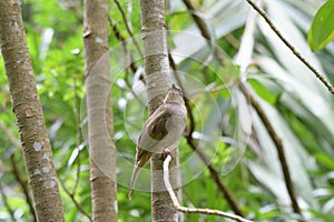 A Black-billed Cuckoo looking at the camera perched on top of a tree