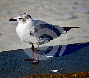 Black-billed Gull