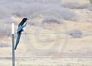 Black-billed Magpie photo