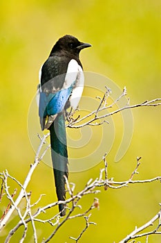 Black-Billed Magpie