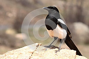 Black-billed Magpie Boldly Perched