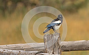 Black-billed Magpie on Fencepost, Portland, Colorado