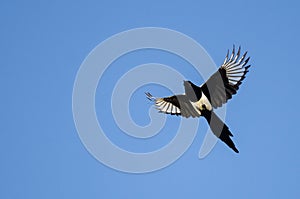 Black-Billed Magpie Flying in a Blue Sky