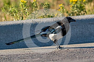 Black billed magpie in parking lot