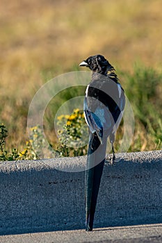 Black billed magpie in parking lot