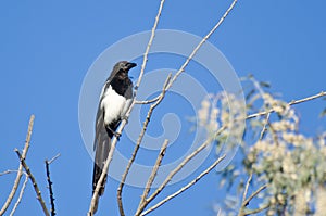 Black-billed Magpie Perched in a Tree