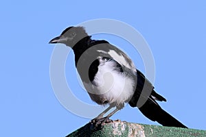 Black-billed Magpie (Pica hudsonia)