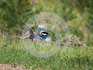 The black-billed magpie (Pica hudsonia), also known as the American magpie, is a bird in the corvid family