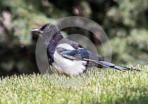 Black-billed magpie, pica hudsonia, on a lawn in Edwards, Colorado.