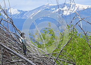 Black-billed Magpie, Pica hudsonia, in Montana