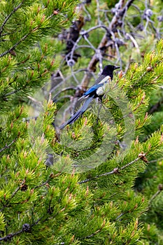 Black-billed Magpie Pica pica perched in a pine tree in Wyoming