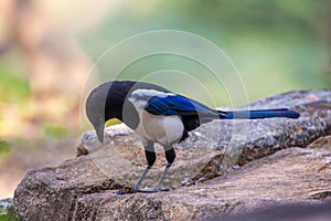 Black-billed Magpie (Pica pica) perching on stone