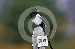 BLACK BILLED MAGPIE pica pica STANDING ON POST IN SCOTLAND