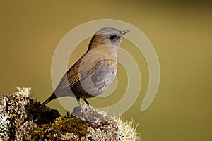 Black-billed Nightingale-thrush - Catharus gracilirostris small thrush endemic to the highlands of Costa Rica and western Panama.