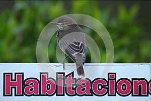 Black-billed shrike-tyrant, Agriornis montanus, grey bird from Antisana mountains national park in Ecuador. Tyrant in the nature