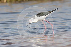 Black-billed stilt with prey between beaks