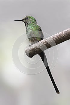 Black-billed Streamertail